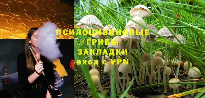 Псилоцибиновые грибы Psilocybine cubensis  Корсаков 